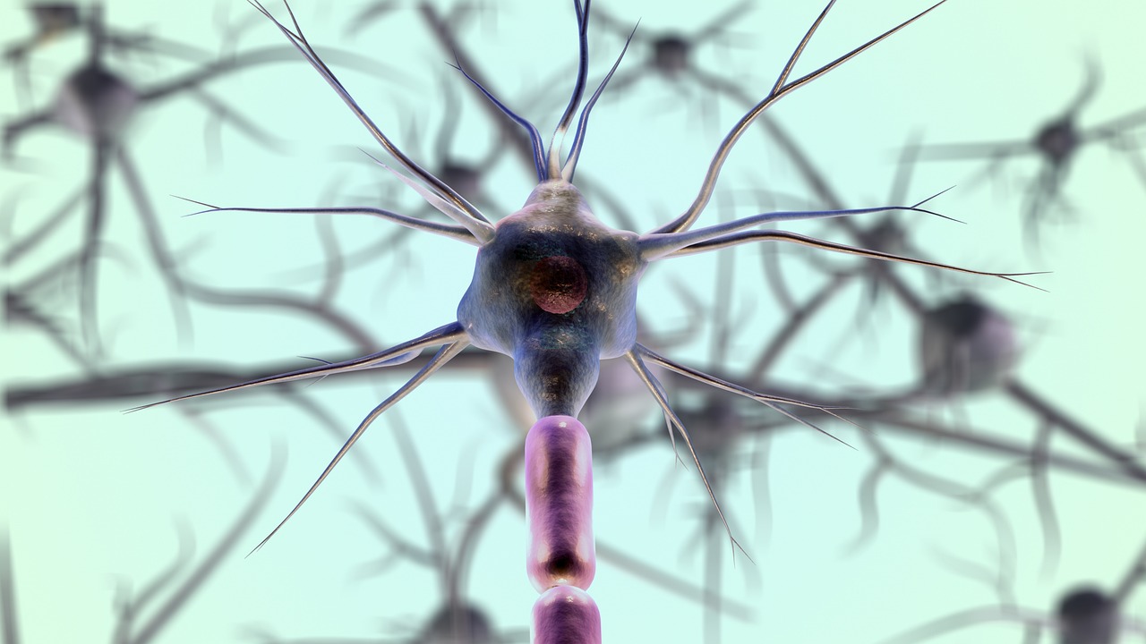 THAUMATEC KNOWLEDGE GUIDE | How does Vagus Nerve Stimulation work?